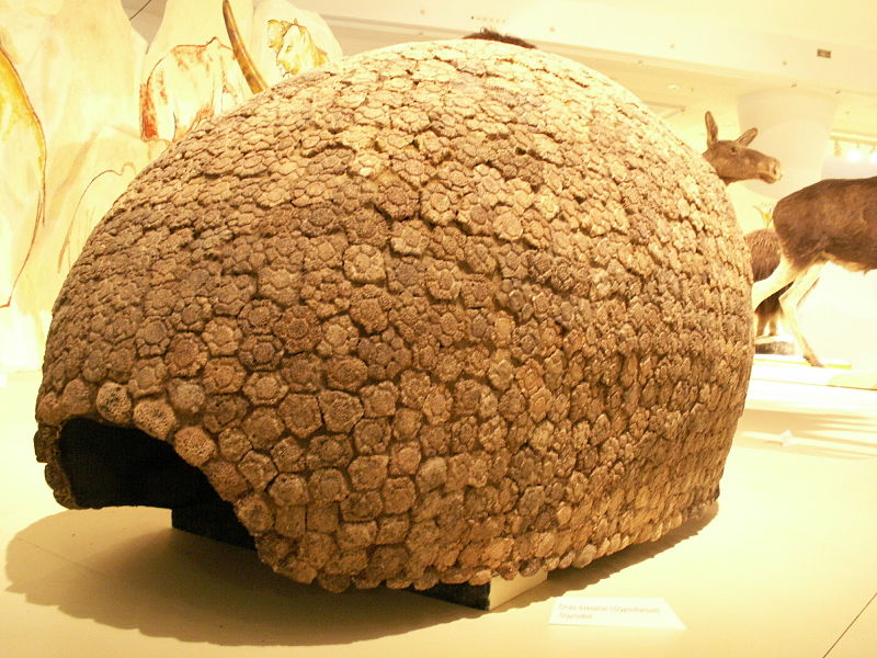 800px-Armour_of_glyptodon.JPG
