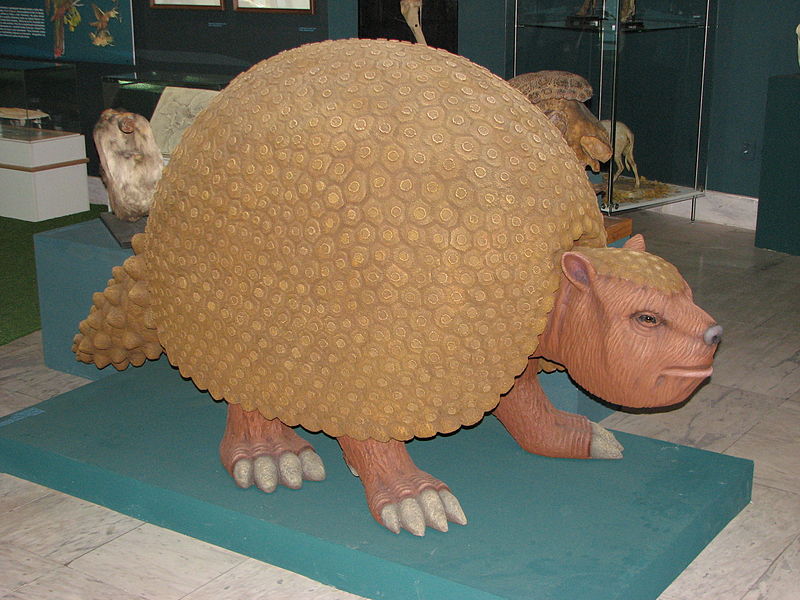 800px-Glyptodon_model.JPG